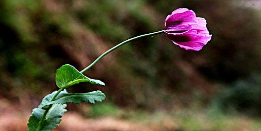 《真女神转生5》新预告公布 11月11日登Switch发售